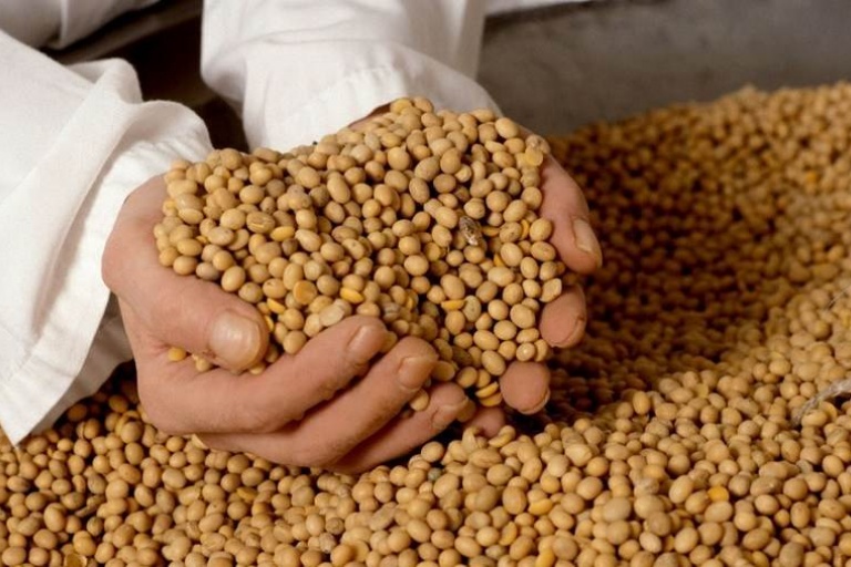 Китай пустил на свой рынок 35 амурских поставщиков сои и кукурузы