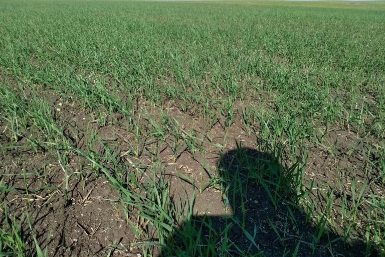 Промежуточные результаты комплексной защиты посевов яровой пшеницы в Челябинской области