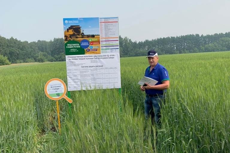 Производственные испытания препаратов ООО ТД Кирово-Чепецкой Химической Компании на посевах мягкой и твердой пшеницы опытных полях ФГБНУ «Омский аграрный научный центр»