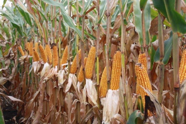 В Тамбовской области начали убирать кукурузу.