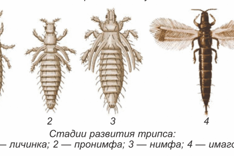 Пшеничный Трипс