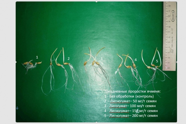 Влияние  Лигногумата(Сфинкс) на посевные качества семян ячменя