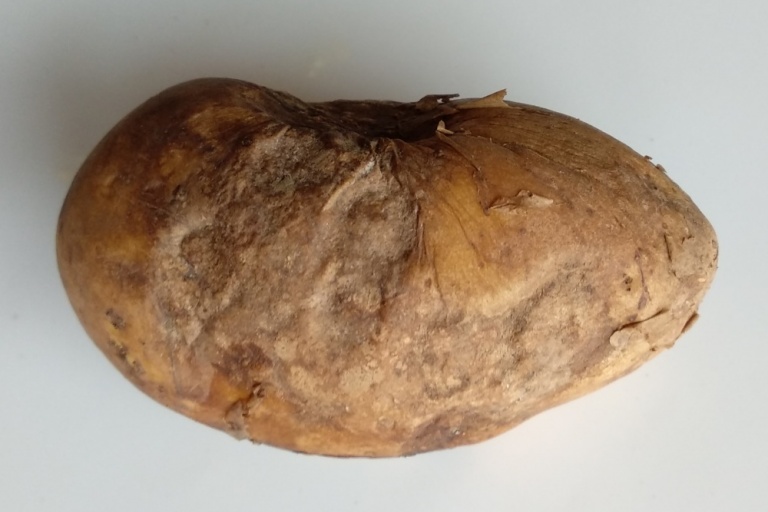 Антракноз картофеля
