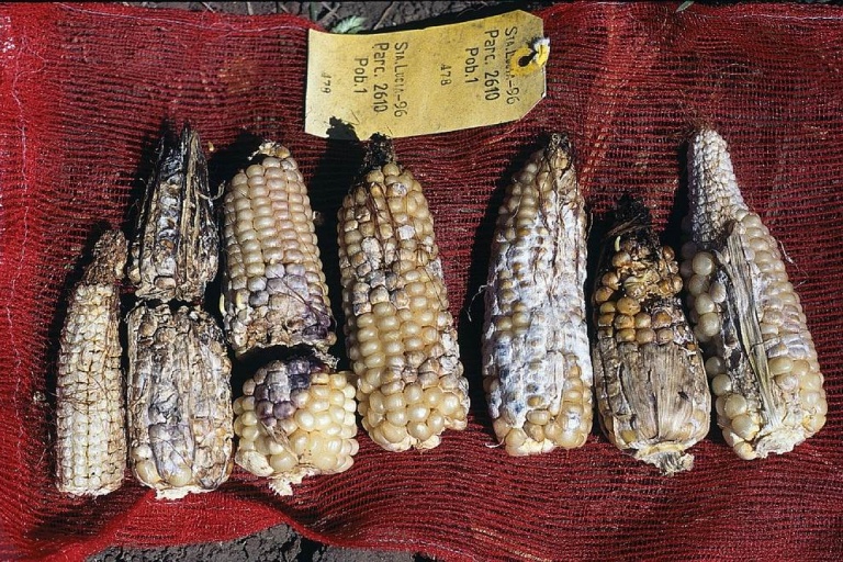 Фузариоз початков кукурузы