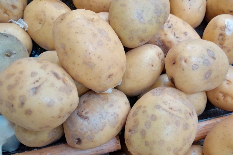 Серебристая парша картофеля