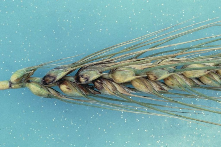 Базальный бактериоз пшеницы
