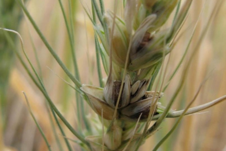 Карликовая головня пшеницы
