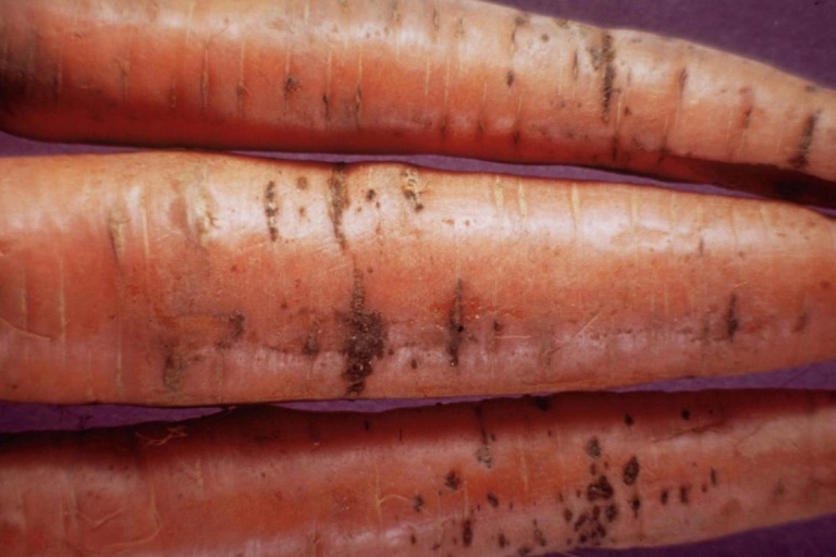 Бактериальный ожог моркови