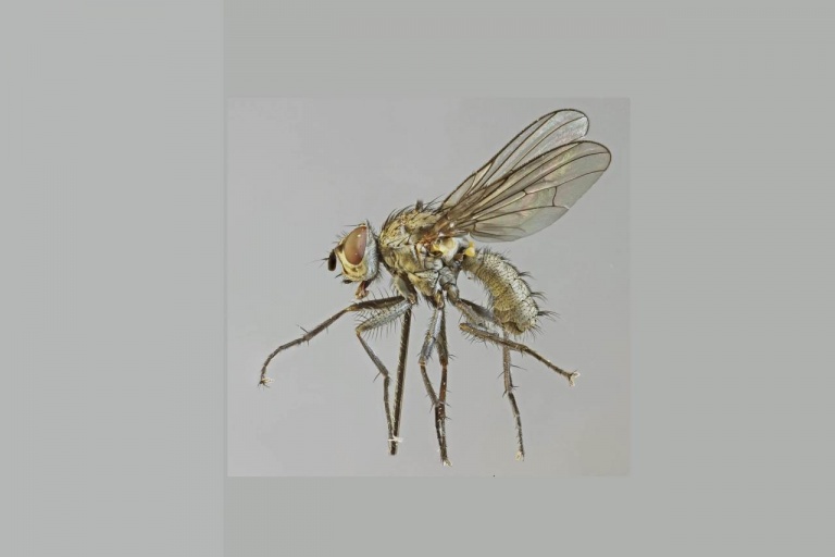 Западная свекловичная муха