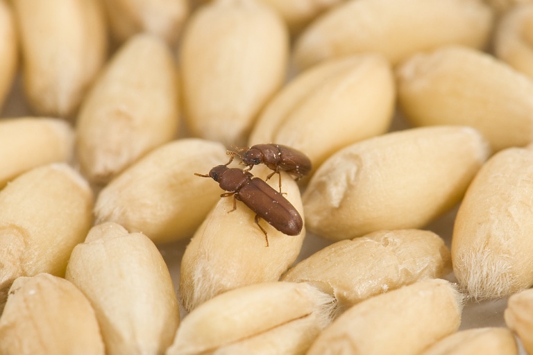 Предупредить заражённость зерна вредителями хлебных запасов
