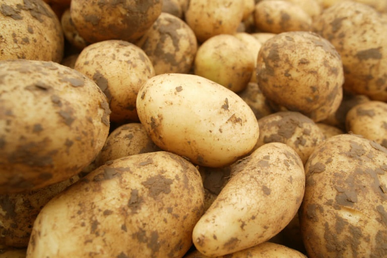 Минсельхоз заявил о хороших перспективах роста урожая картофеля
