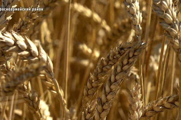 Размер семян озимой пшеницы имеет важное значение
