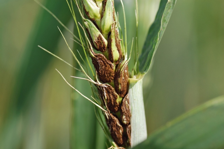 Грибные болезни зерновых