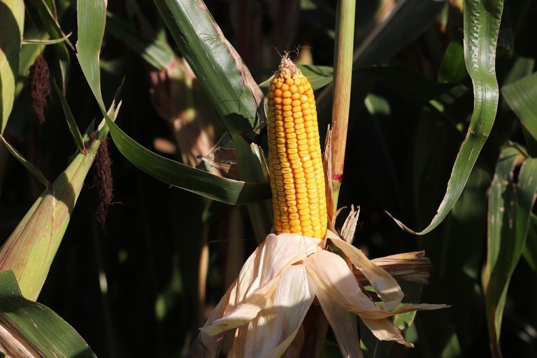 Фунгициды помогают снизить заболеваемость кукурузы