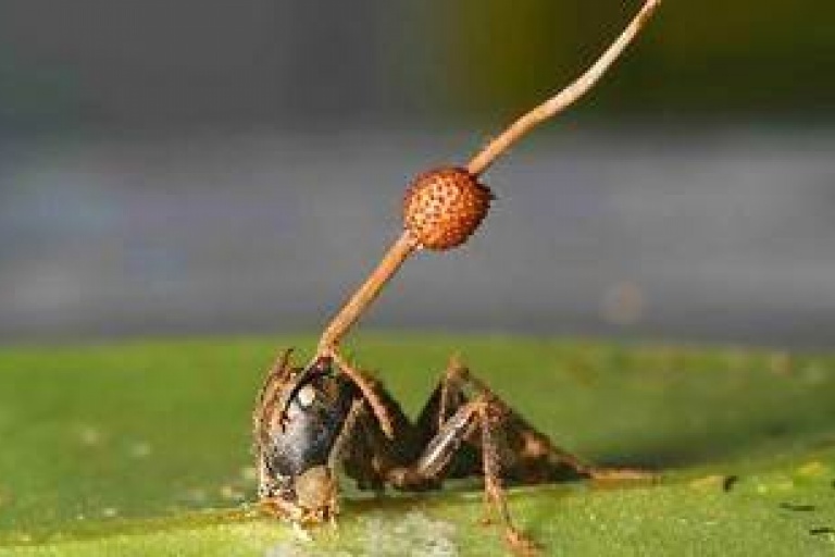 Вакцинация муравьёв