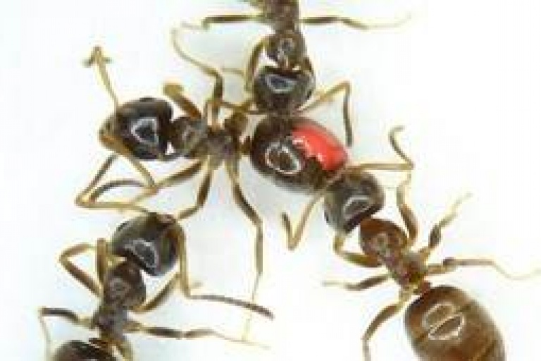 Вакцинация среди муравьёв