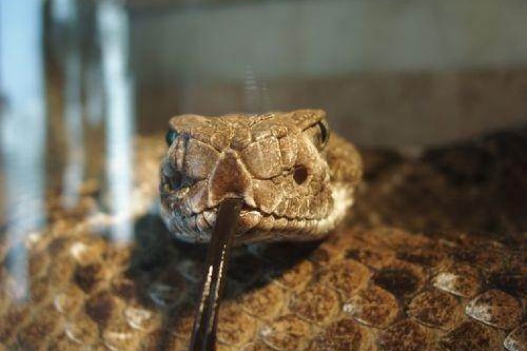 Почему взгляд змей немигающий, гипнотизирующий?