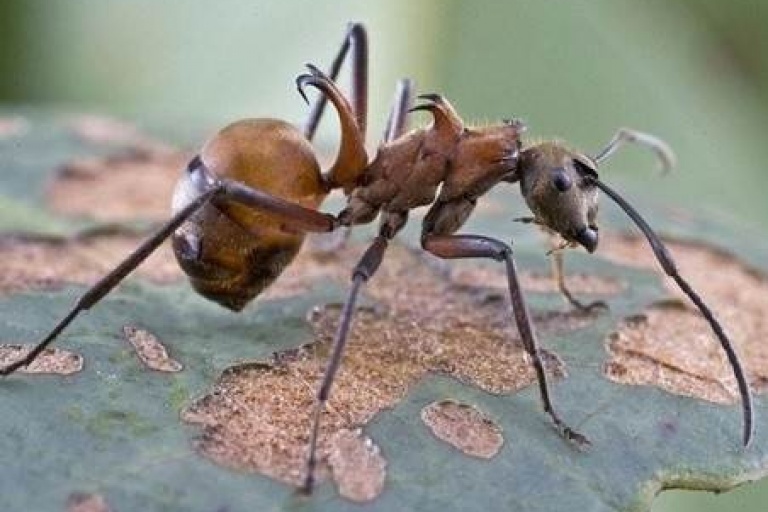 Крючковатые муравьи