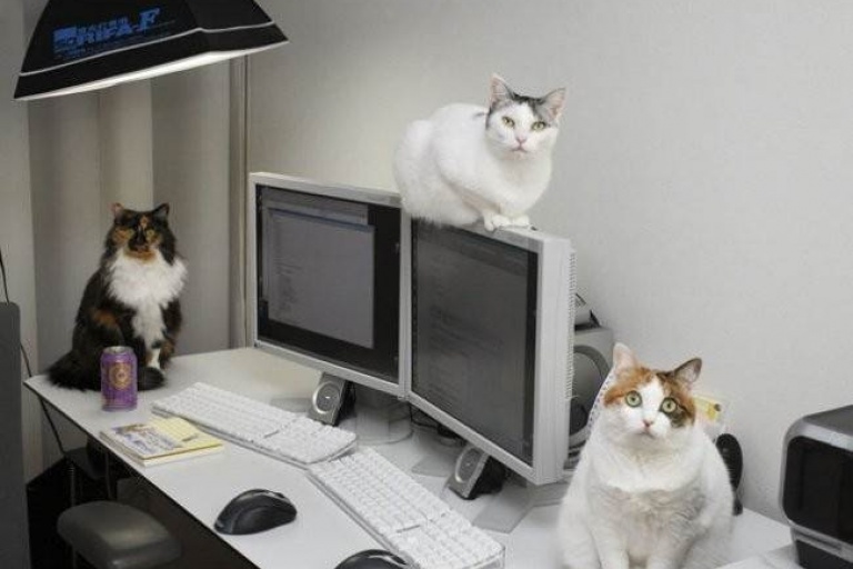 Кошки на работе
