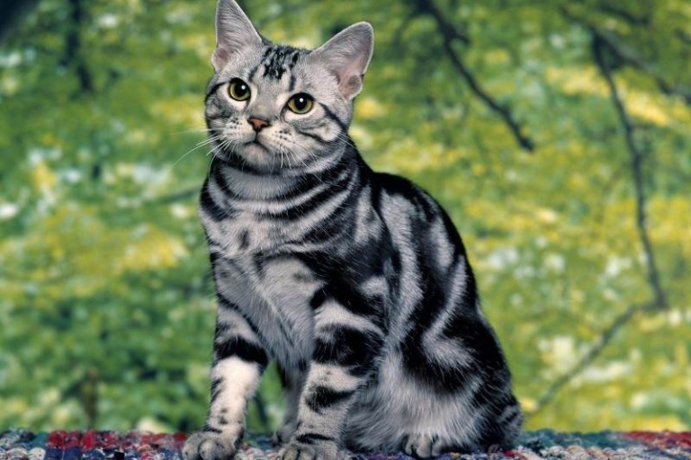 Полосатые породы кошек — самые древние в мире