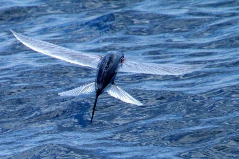 Летучие рыбы или летучие кальмары