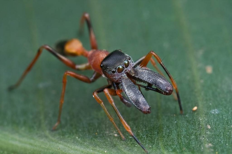 Насекомые и пауки мимикрируют под муравьёв