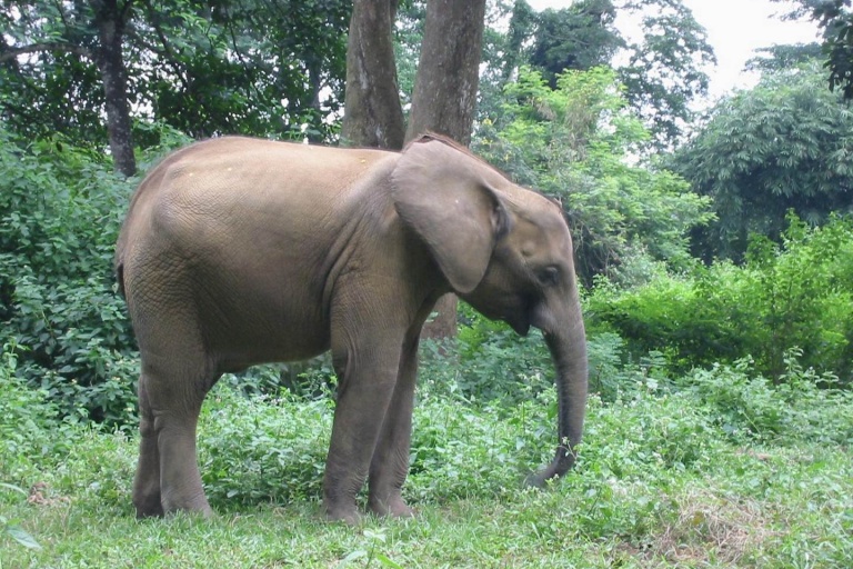 Виды африканских слонов
