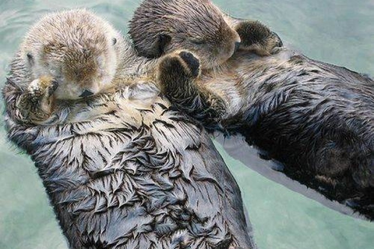 Морские животные, засыпая, держатся лапками друг за друга