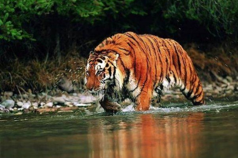 Тигры пловцы