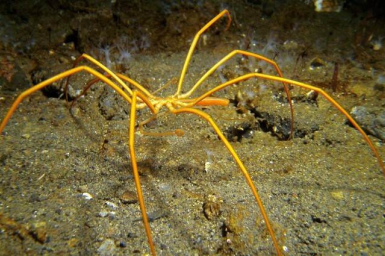 Гигантский морской паук
