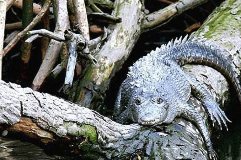 Крокодилы могут лазать по деревьям
