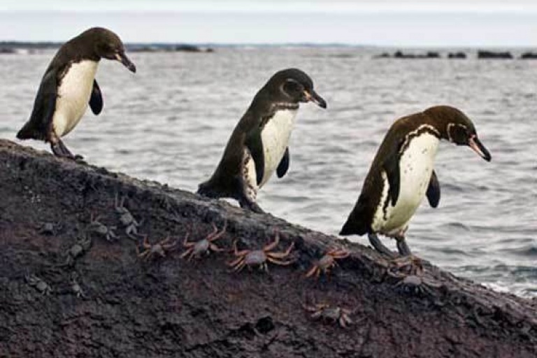 Пингвины, которые живут при температуре выше 20 °C