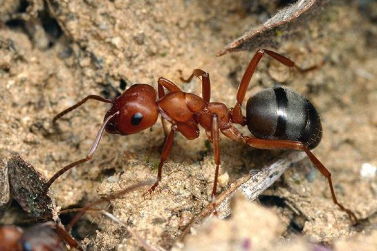 Продолжительность жизни муравьев