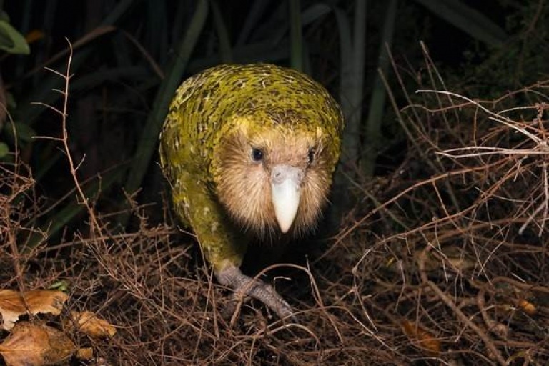Эволюционные изменения  птиц, попадающих на острова