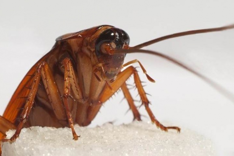 Могут ли тараканы жить без пищи
