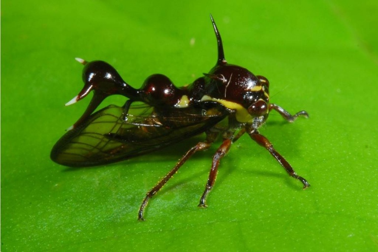 Горбатка – насекомое с замысловатой внешностью
