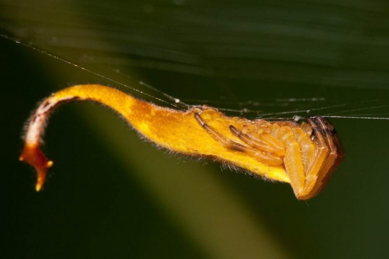 Паук со скорпионьим хвостом