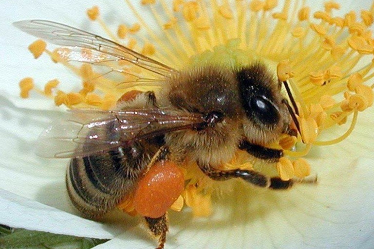 Особенности медоносной пчелы
