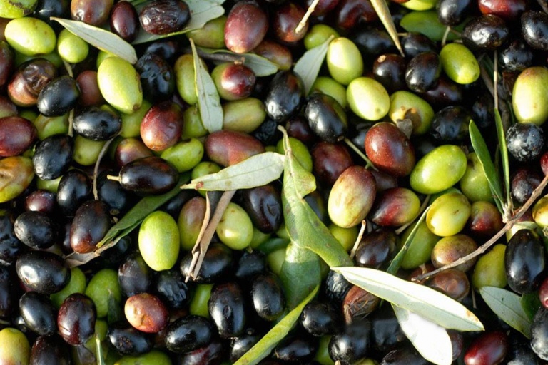 Механизм превращения зелёных оливок в чёрные