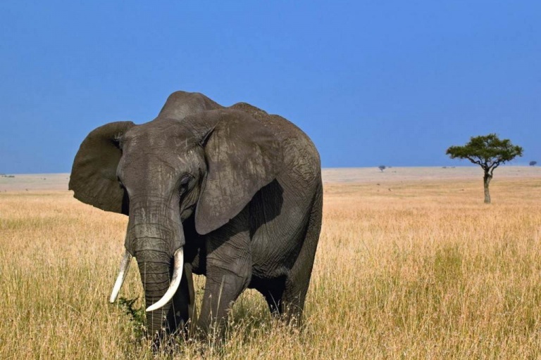 Куда уходят умирать африканские слоны