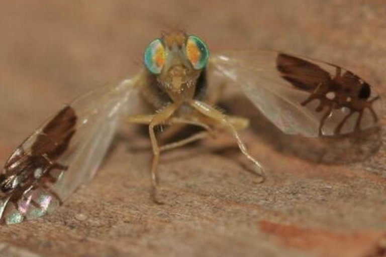 Зачем мухам нужен узор на крыльях в виде жучков