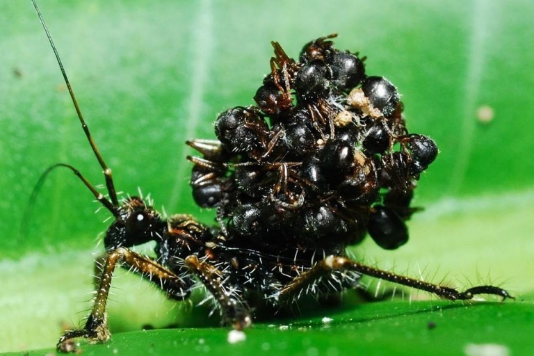 Клопы таскают на своей спине множество трупов муравьёв