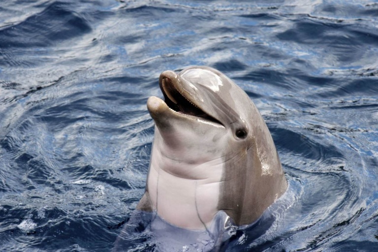 Верхний слой кожи дельфина