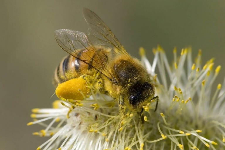 Пчёлы могут общаться через слабые электрические поля