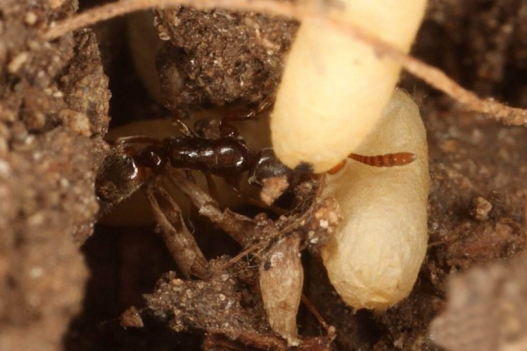 Забота о личинках муравья понера