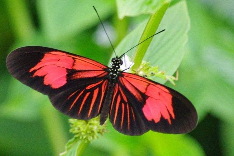 Бабочки и природа