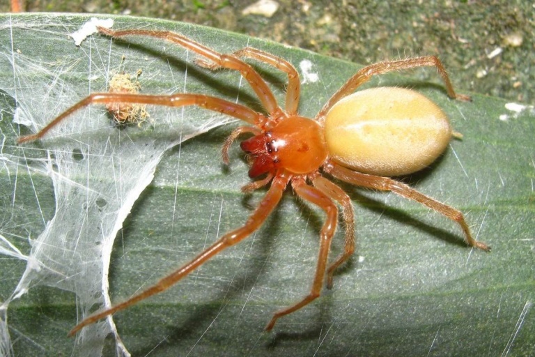 Желтосумый паук