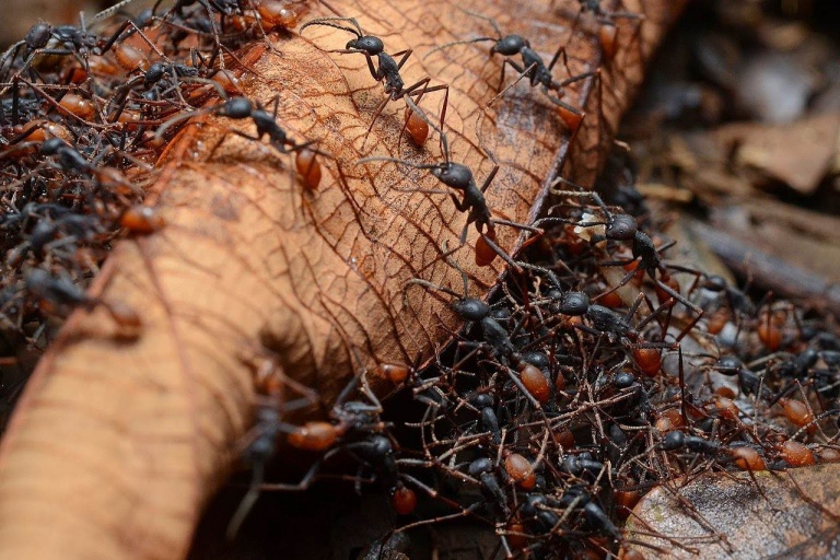 Как живут бродячие муравьи