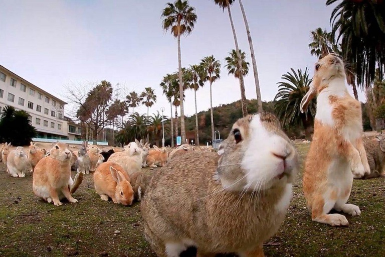 Остров кроликов