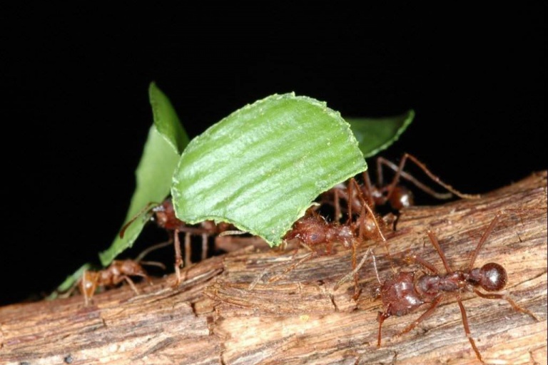 Разные виды муравьев могут сотрудничать